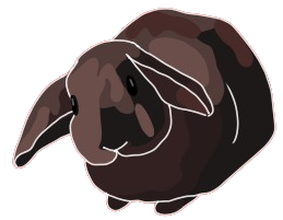 My rabbit, Hashbrown