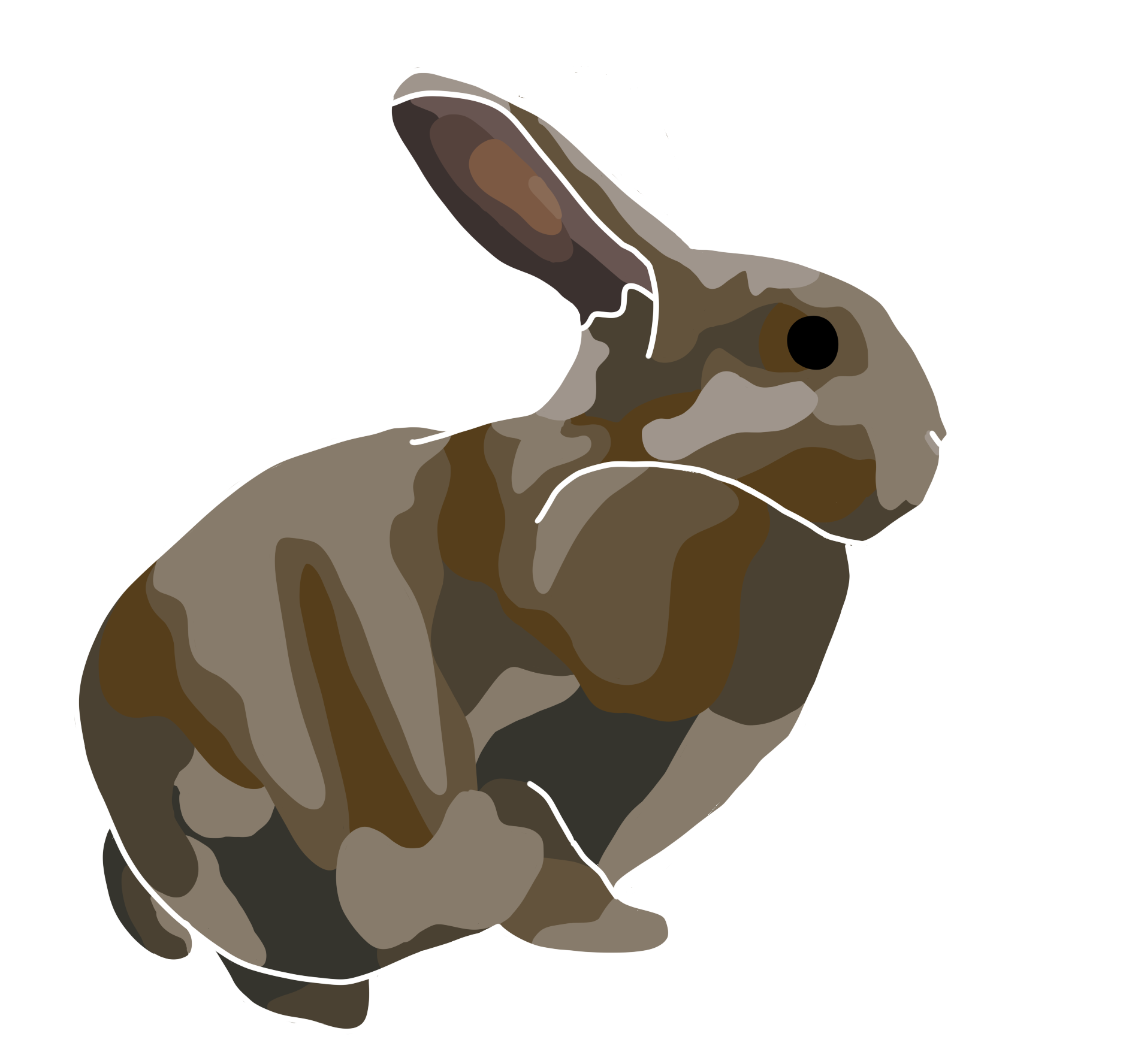 My rabbit, Hashbrown